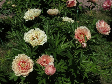 Пион Канари брильянс (Canary Brilliants)