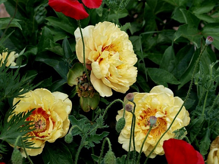 Пион Гарден Треже (Garden treasure)
