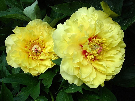 Пион Гарден Треже (Garden treasure)