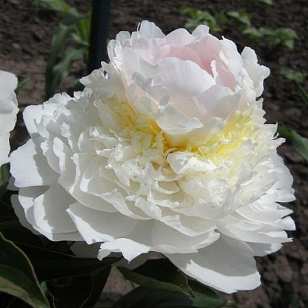 Пион Блаш Куин (Blush queen)