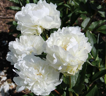 Пион Эльза Сас (Elsa Sass)