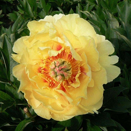 Пион Гарден Треже (Garden treasure)