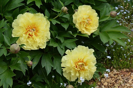 Пион Гарден Треже (Garden treasure)