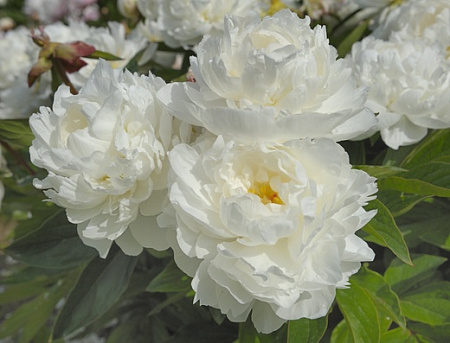 Пион Гардения (Gardenia) Пион Гардения (Gardenia)