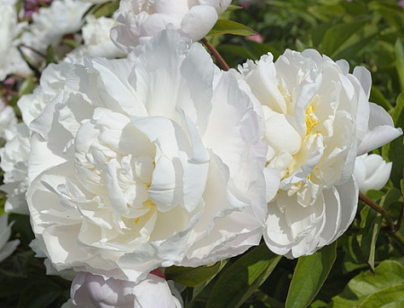 Пион Гардения (Gardenia) Пион Гардения (Gardenia)
