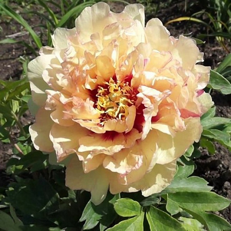 Пион Канари брильянс (Canary Brilliants)
