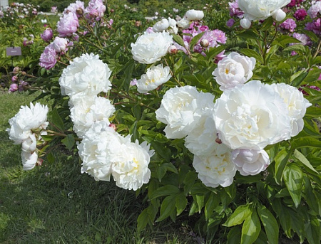 Пион Гардения (Gardenia) Пион Гардения (Gardenia)