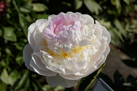 Пион Блаш Куин (Blush queen)