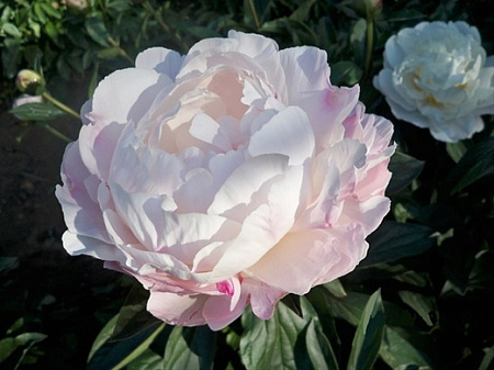 Пион Гардения (Gardenia) Пион Гардения (Gardenia)